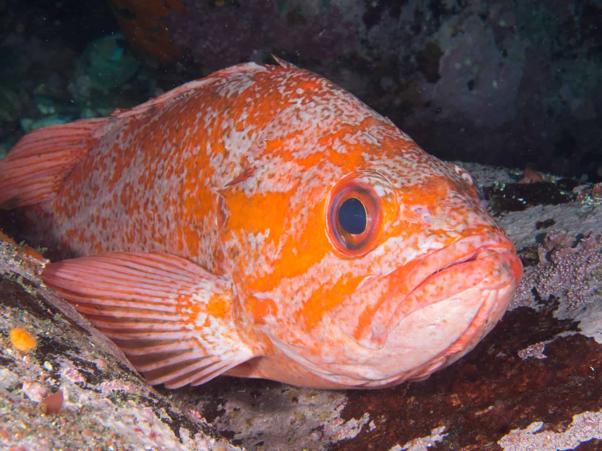 Rockfish 10 Surprising Facts about the Catch of the Day
